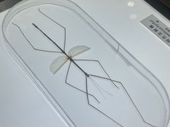 -上海昆虫博物馆
