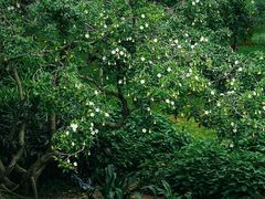 -云溪植物园