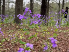 -上海海湾国家森林公园