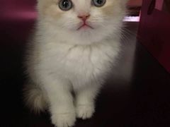 -东方名猫馆·英短金渐层布偶猫舍(环线广场1号楼店)