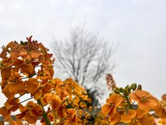 -三圣花乡旅游区