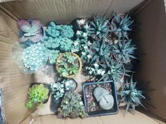 -循礼门鲜花花市(武汉循礼门店)