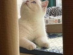 -喵zoo家庭繁育猫舍(尖东智能花园店)