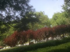 -古城公园