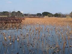 -长兴太湖图影湿地文化园