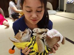 -逗柴咖啡屋·狗咖猫咖宠物桌游