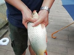 -长洲岛