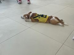 -怪兽屋·羊驼·猫咖·狗咖(俊华广场店)