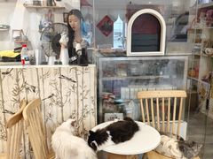 -楼上猫咖(罗湖店)
