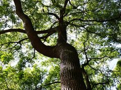 -上海佘山国家森林公园天马山园