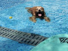 -汪说喵讲宠物乐园宠物酒店(红星美凯龙店)