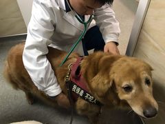 -安安宠医·安宠宠物医院