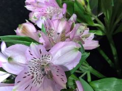 -ChaKo Flora ·茶子花艺 (市北店)