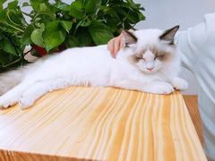 -李小姐の猫咖啡馆(五角场店)