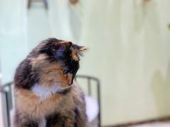 -藏猫猫咖啡主题馆(中央大道店)