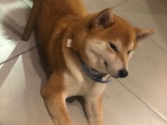 -柴务处·柴犬主题狗咖