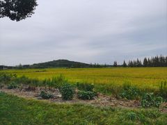 -上海佘山国家森林公园天马山园