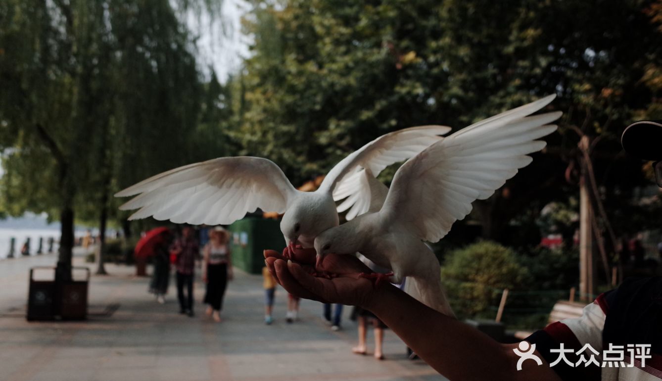 不可错过的西湖边动物打卡🕊