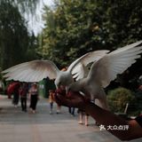 不可错过的西湖边动物打卡🕊