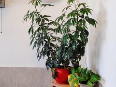 -原怡园面馆(拙政园店)