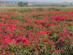 -光明小镇欢乐田园