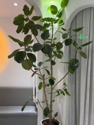 -薇薇安花系SPA