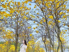 -松山湖梦幻百花洲