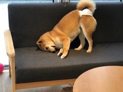 -南京Hallo宠物乐园·哈罗犬舍·柴犬繁育基地