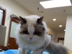 -美联众合动物医院·24h转诊中心