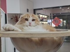 -喵园·猫主题咖啡厅·撸猫·猫咖(国贸店)