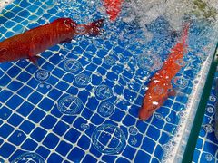 -三亚火车头万人海鲜广场