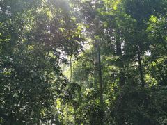 -西双版纳原始森林公园