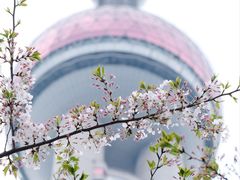 -东方明珠广播电视塔