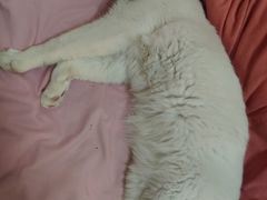 -申普宠物医院·心脏介入·心血管微创(总院)
