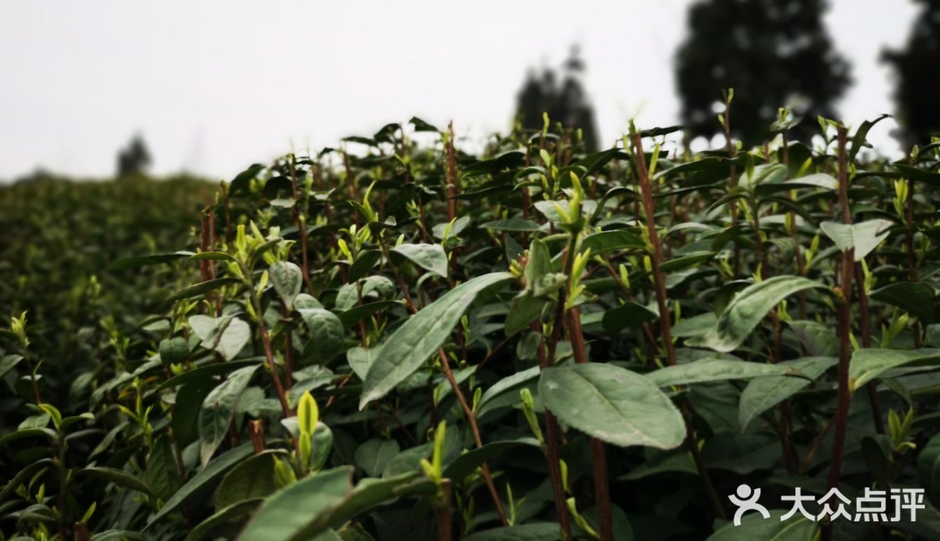 位於巴南二聖的巴南二聖定心茶廠是一家集茶樹種植,茶葉