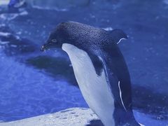 -海合安天津极地海洋公园