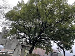 -古琴台