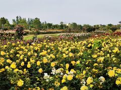 -上海都市菜园