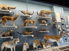 -浙江自然博物院(杭州馆)