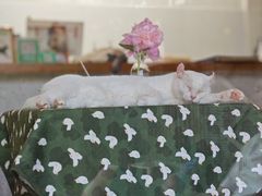 -有猫主题·治愈系猫咖(曾厝垵店)