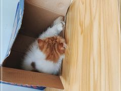 -Cappucimeow猫咪咖啡馆(韦伯时代店)