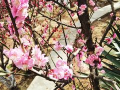 -北京鹫峰国家森林公园