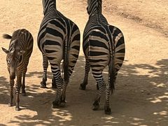 -西霞口神雕山野生动物世界