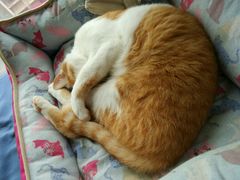 -猫咖时代(中山亭店)