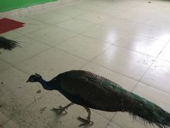 -苏州艺都古玩花鸟市场