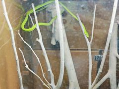 -上海大自然野生昆虫馆(东方明珠·爬宠昆虫探索中心)