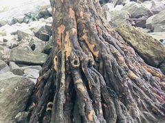 -宝安西湾红树林湿地公园