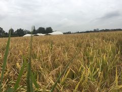 -中国天府农业博览园