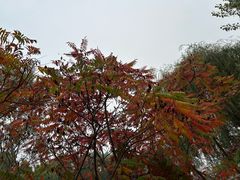 -白洋淀景区