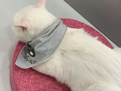 -糯米喵星人·撸猫猫舍咖啡馆(西市场嘉华店)